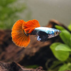 Koi Gup